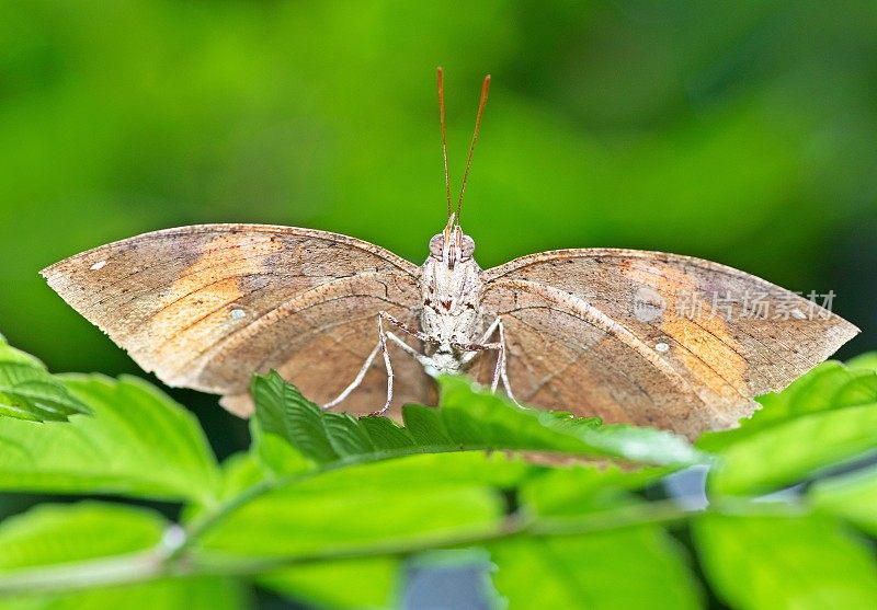 叶蝴蝶(Kallima inachus)展开翅膀看着镜头。